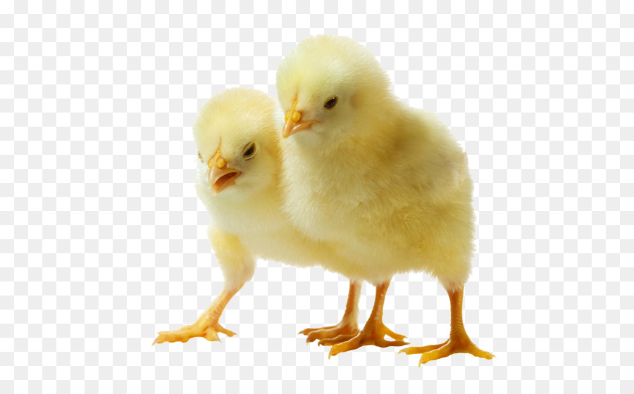 Poussins，Jaune PNG