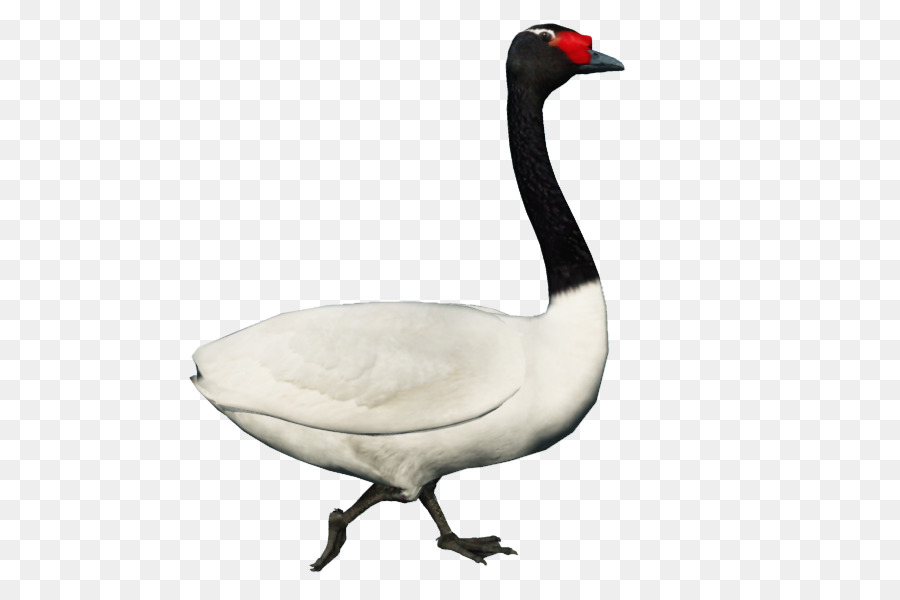 Cygne，Oiseau PNG