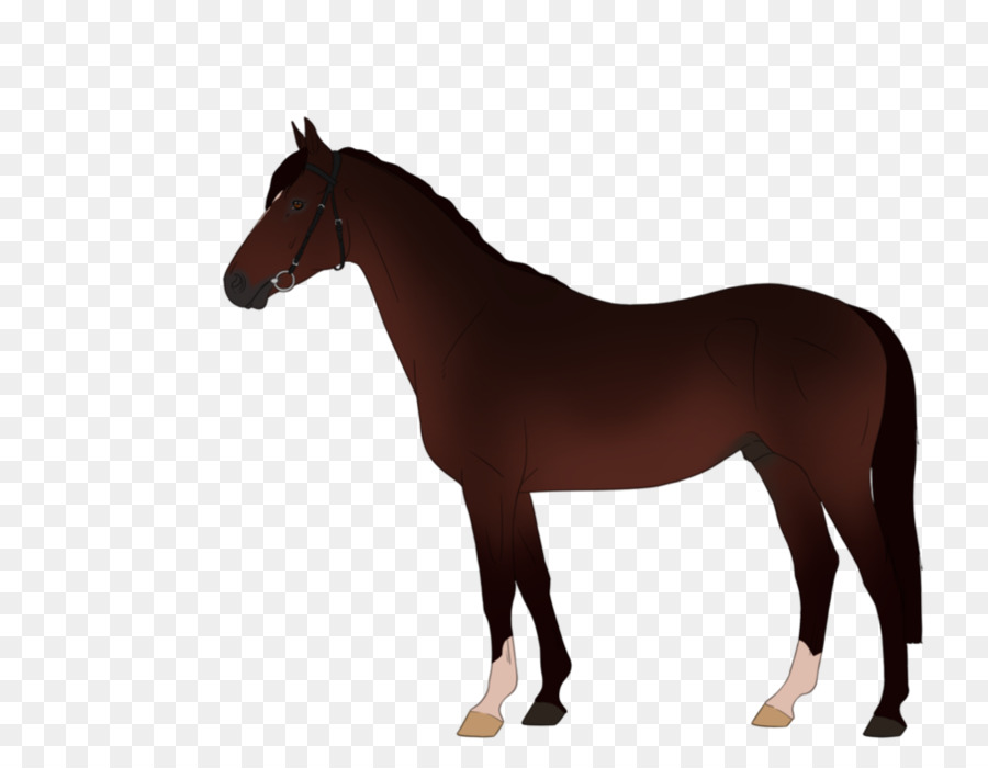 Cheval，équidé PNG