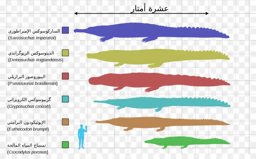 Tailles Des Crocodiles，Comparaison PNG