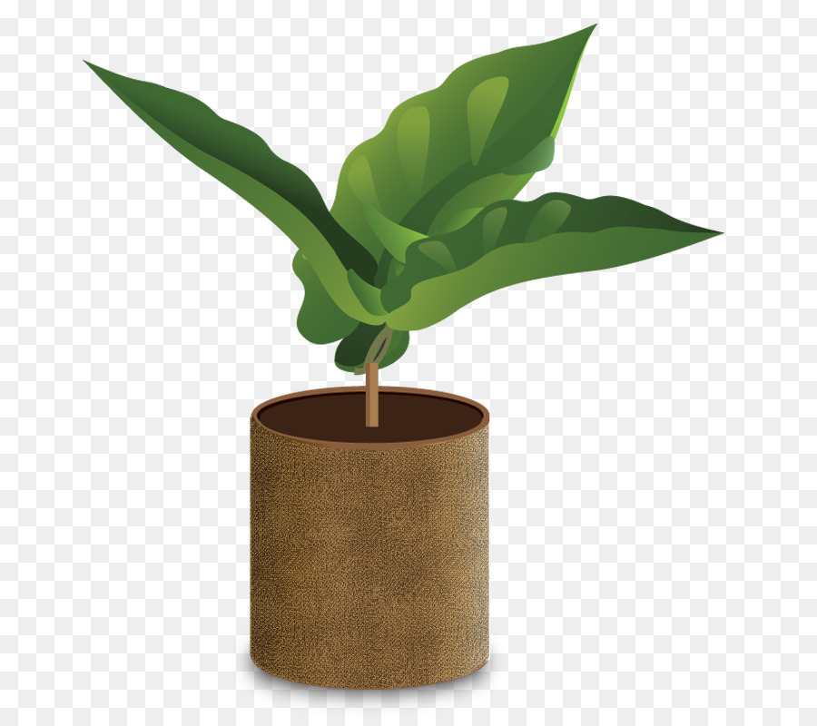 Café，Café Arabica PNG