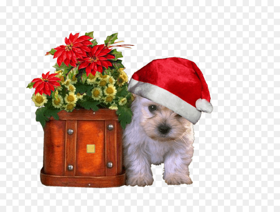 Chiot Avec Chapeau De Père Noël，Chiot PNG