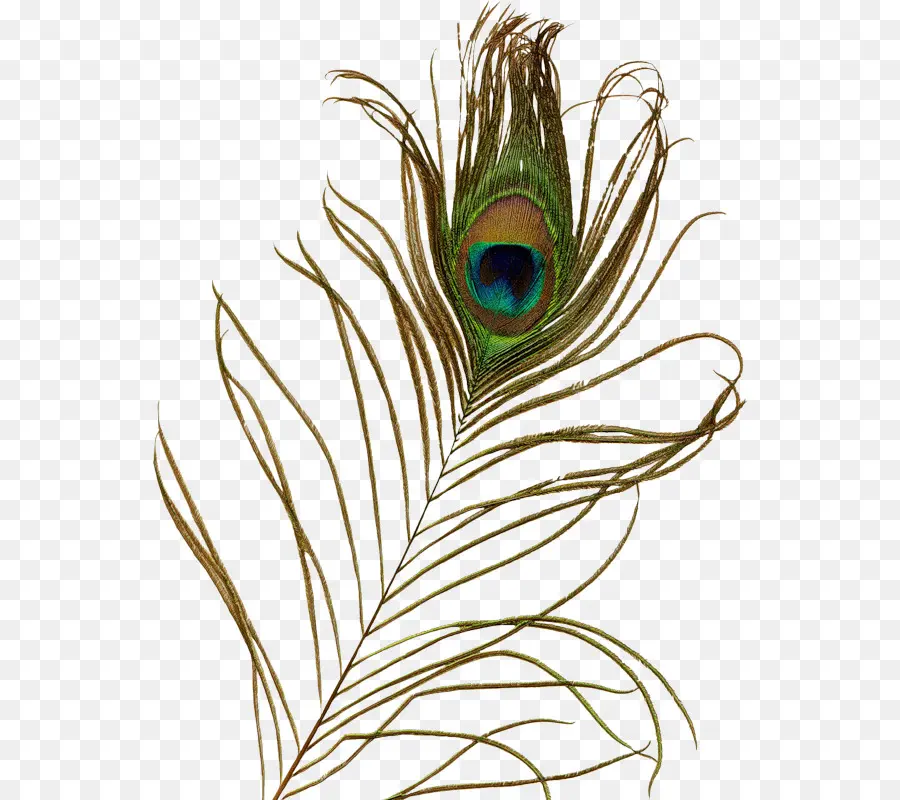 Plume De Paon，Paon PNG