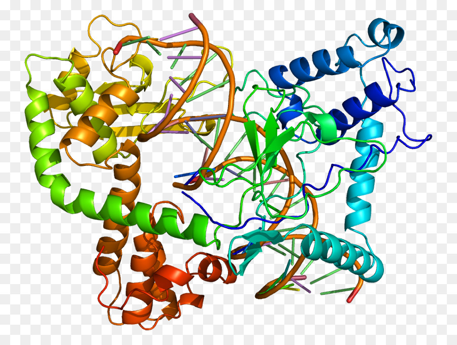 Structure Des Protéines，Biologie PNG