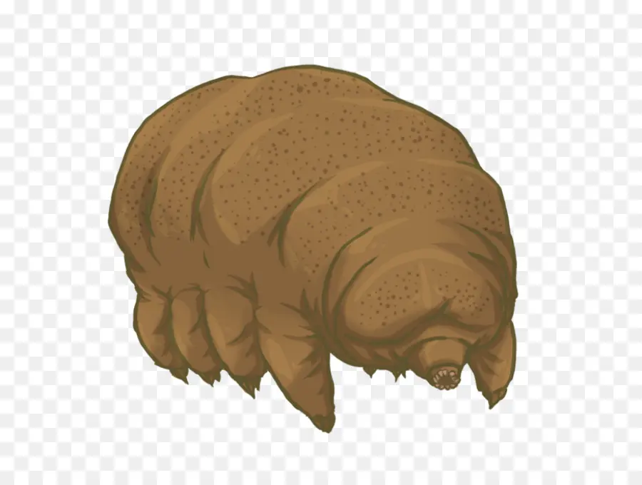 Tardigrade，Ours PNG