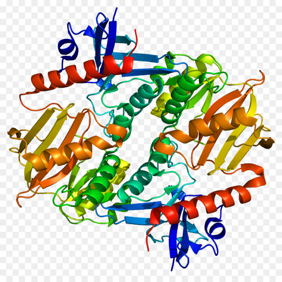 Structure Des Protéines，Molécule PNG