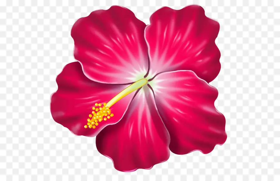 Hibiscus，Hibiscus Hawaïen PNG