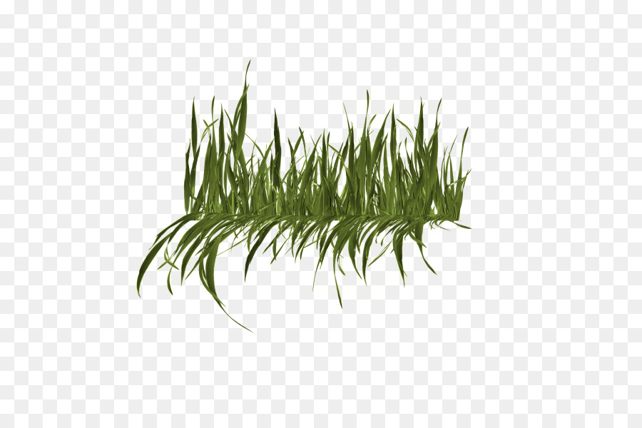 Herbe Verte，Nature PNG