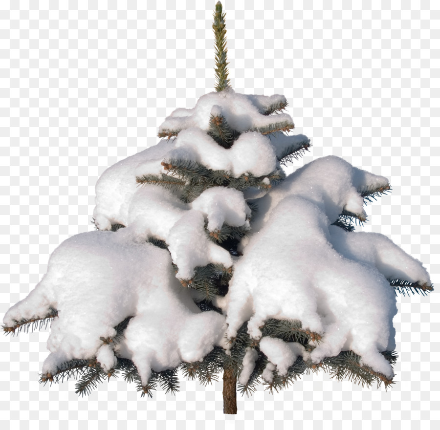 Arbre De Noël，L épinette PNG