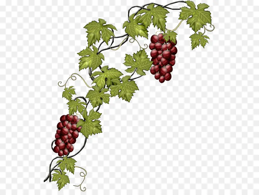 Vigne，Fruit PNG