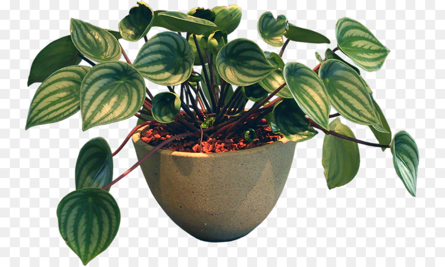 Plante En Pot，Feuilles Vertes PNG