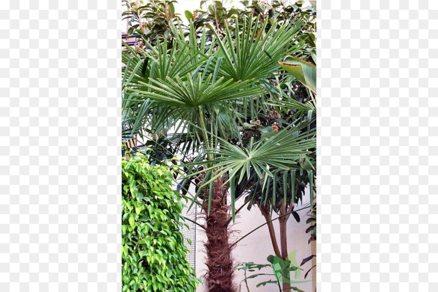 Asiatique De Rônier，Arecaceae PNG