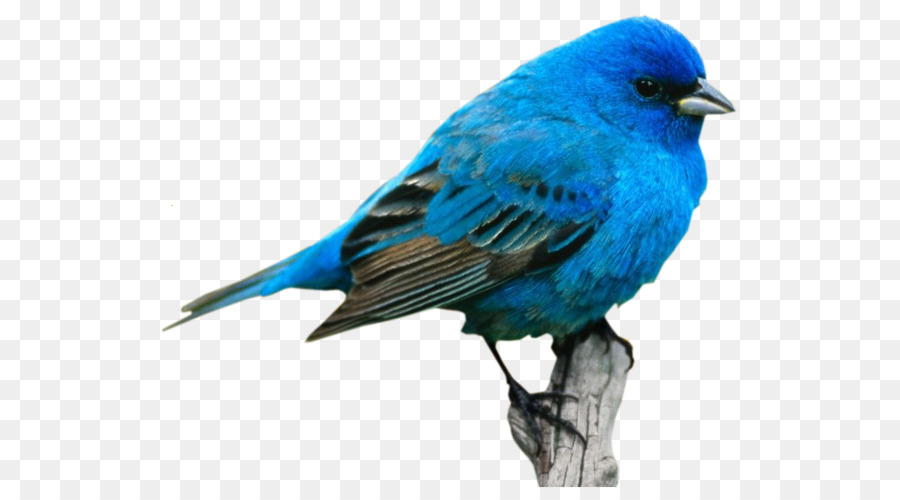 Oiseau Bleu，Plumes PNG