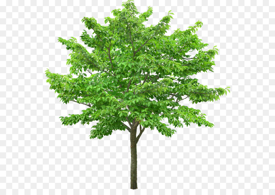 Arbre Vert，Usine PNG