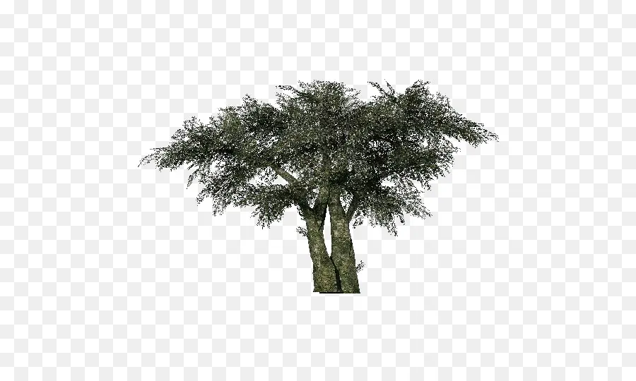 Arbre Vert，Nature PNG