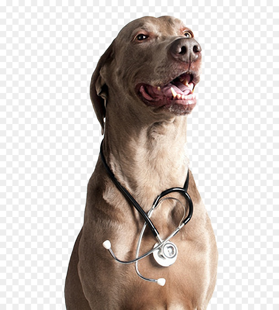 Chien Avec Stéthoscope，Vétérinaire PNG