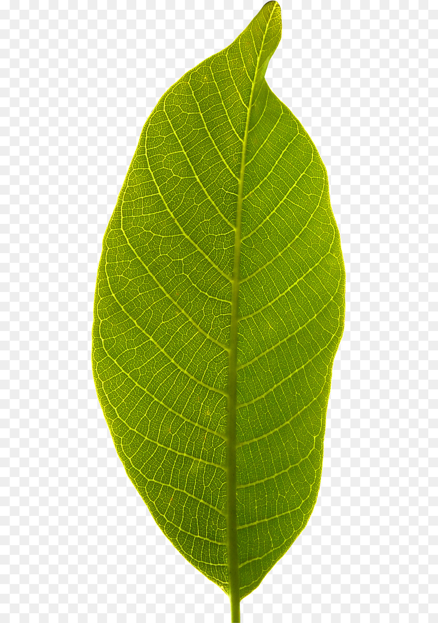 Feuille Verte，Usine PNG