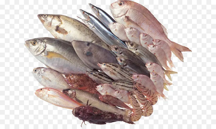 Fruit De Mer，Poisson PNG