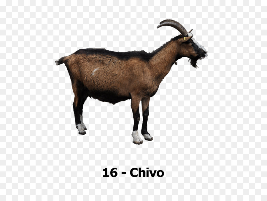 Chèvre，Chivo PNG