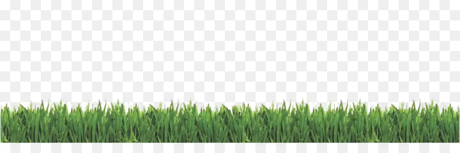 Herbe，Pelouse PNG