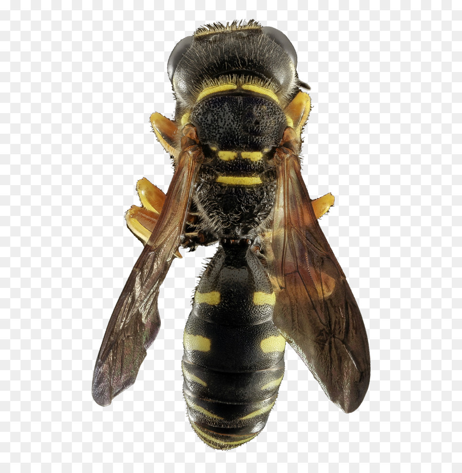 Abv Antiparasitaire Windowcleaning，L Abeille à Miel PNG