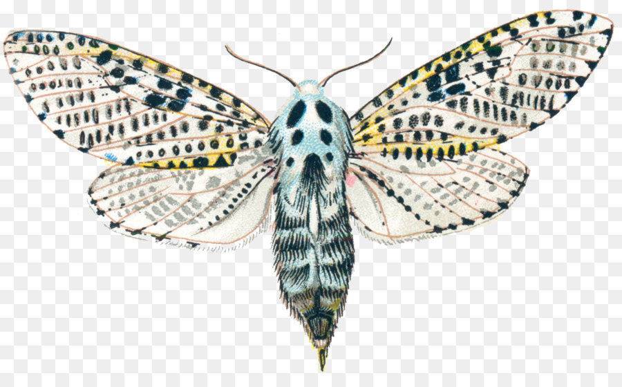 Nymphalidae，Bombycidae PNG