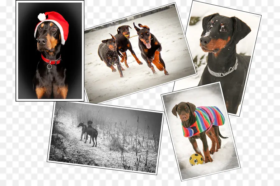 Chiens Dobermann，Animaux De Compagnie PNG