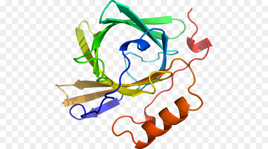 Structure Des Protéines，Biologie PNG