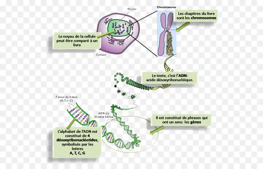 Diagramme D'adn，Chromosome PNG