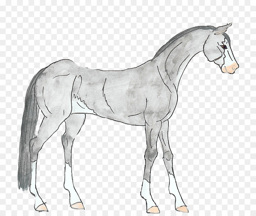 Dessin De Cheval，Animal PNG