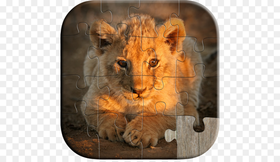 Lionceau，Puzzle PNG