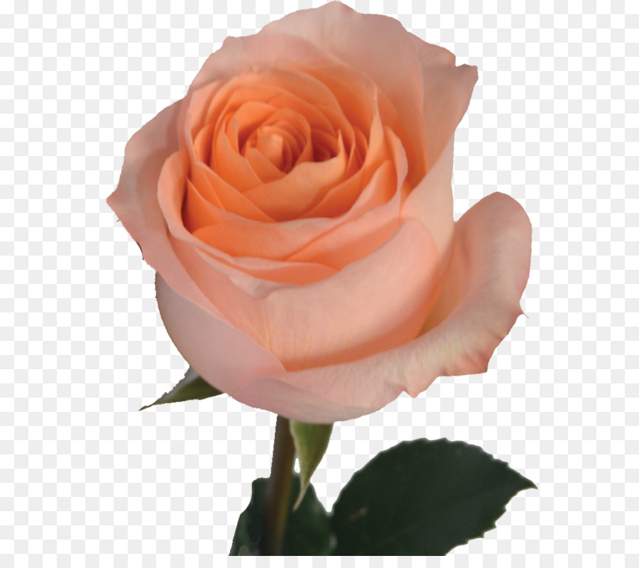 Roses De Jardin，Roses De Centifolia PNG