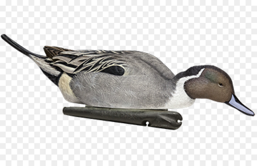 Canard，Mallard PNG