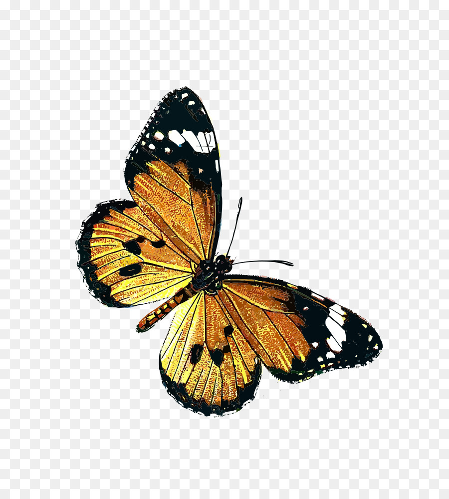 Papillon Noir，Ailes PNG