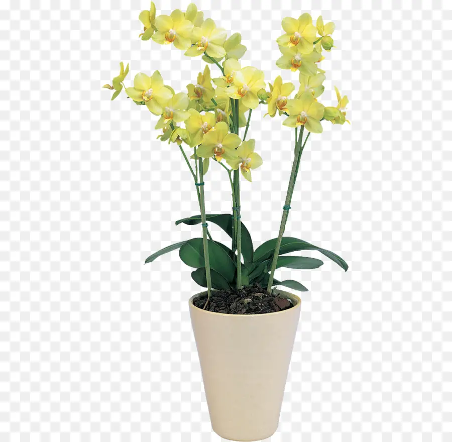 Orchidée Jaune，Usine PNG