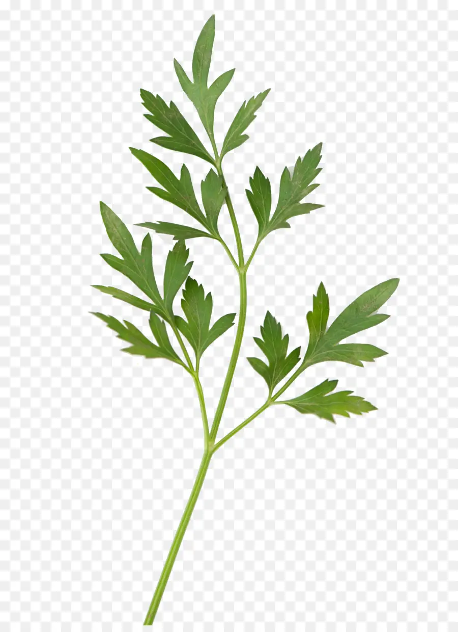 Feuille Verte，Herbe PNG