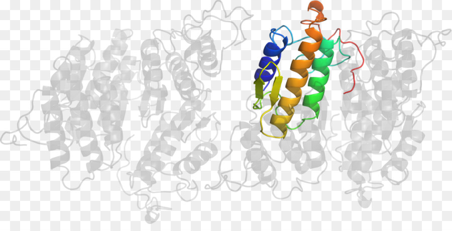 Structure Des Protéines，Molécule PNG