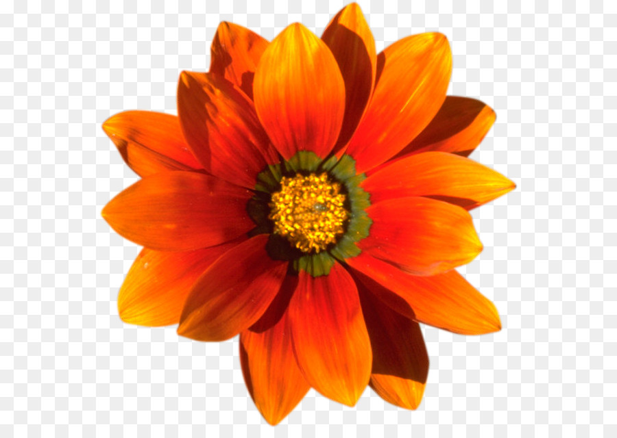 Fleur，Floraison PNG