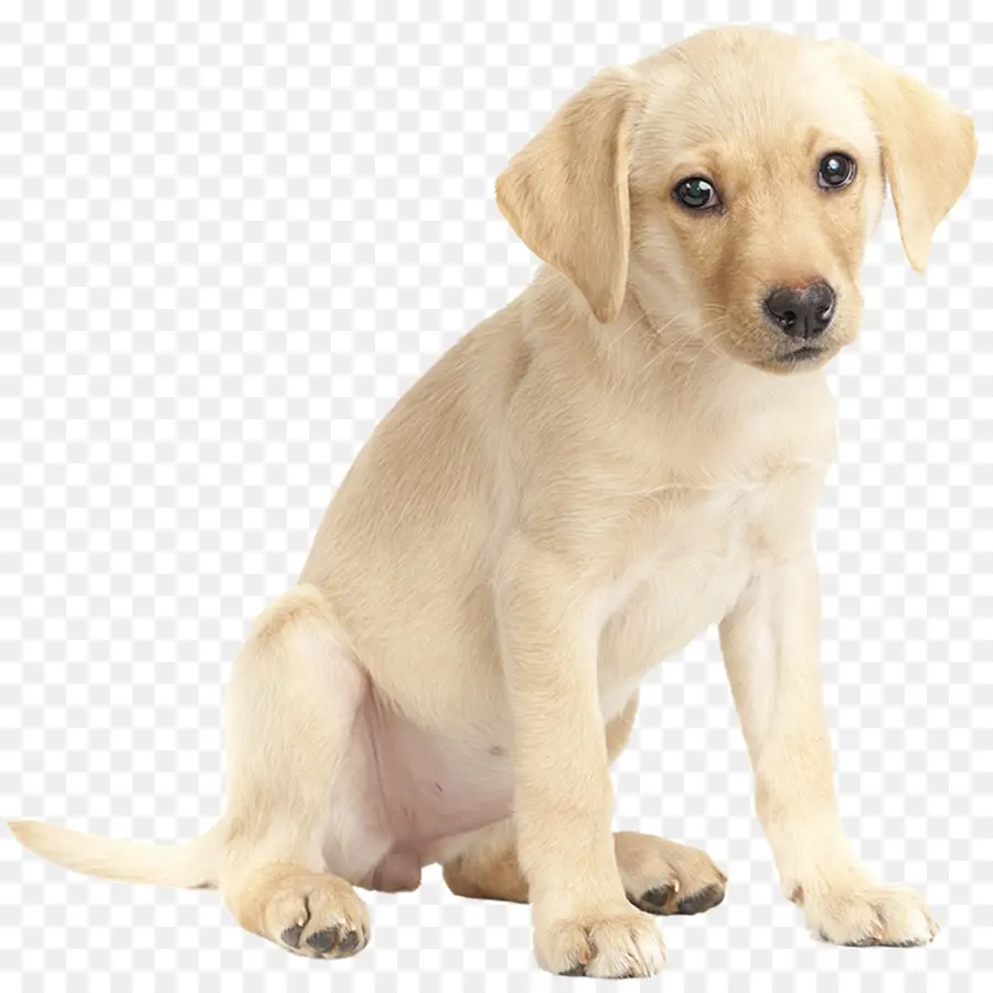 Chiot，Chien PNG