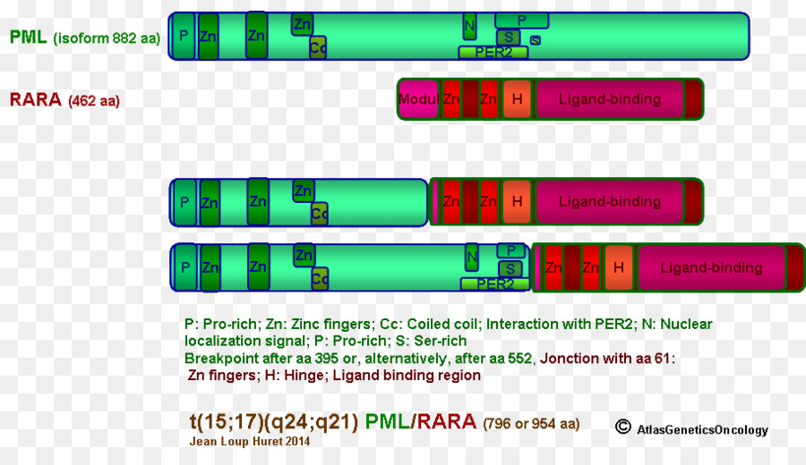 La Leucémie Aiguë Promyélocytaire，Translocation Chromosomique PNG