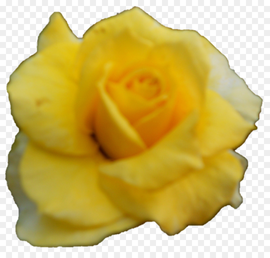 Rose Blanche，Floraison PNG