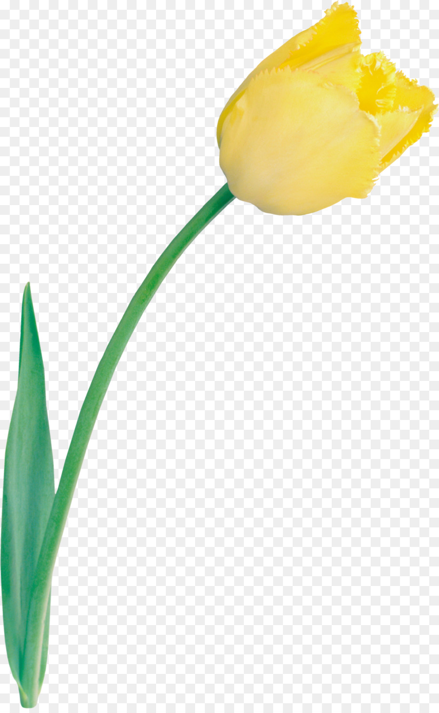 Tulipe，Fleurir PNG