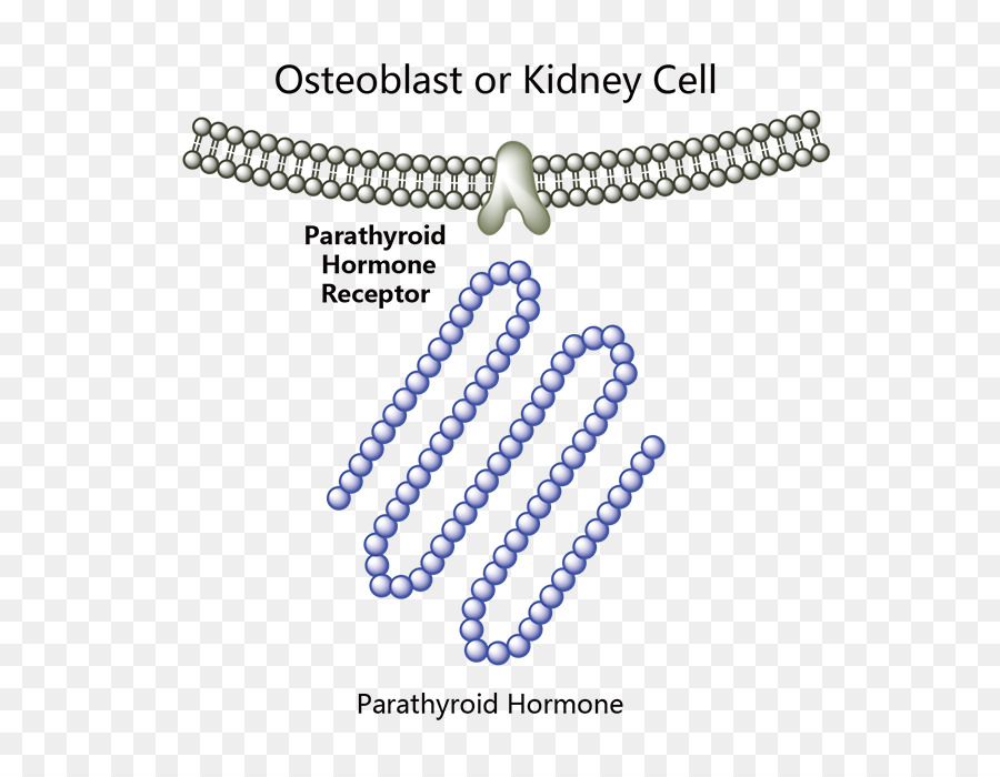 L Hormone Parathyroïdienne，La Glande Parathyroïde PNG