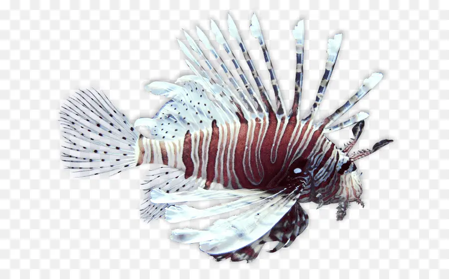 Spotfin Lionfish，Poisson Scorpion PNG