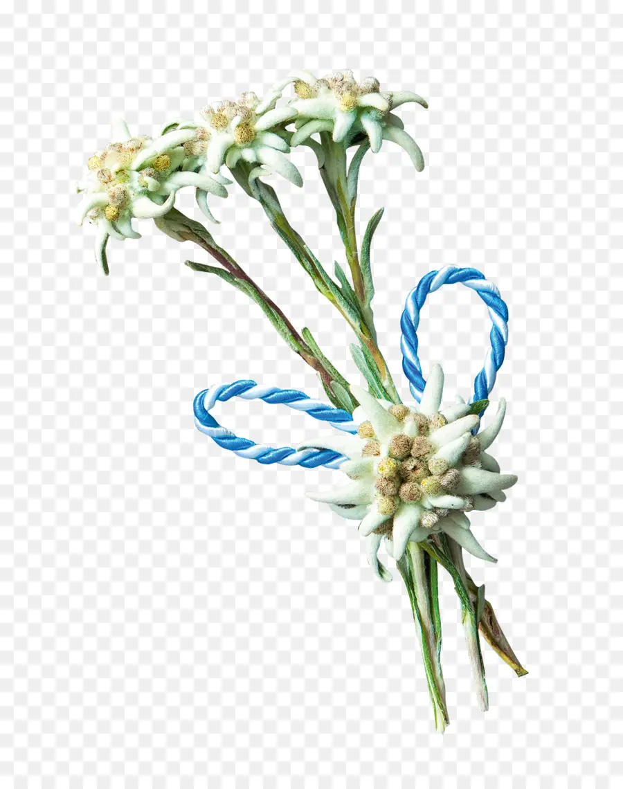 Fleurs D'edelweiss，Usine PNG