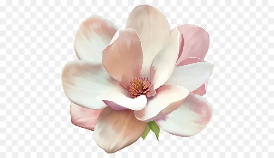 Magnolia，Fleur PNG