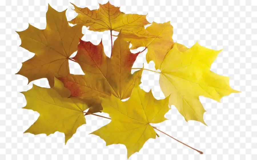 Feuilles D'érable，Automne PNG