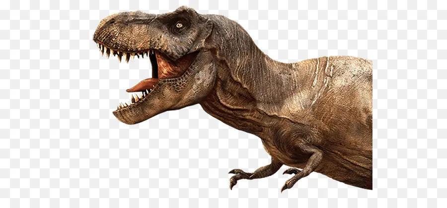 T Rex，Dents PNG