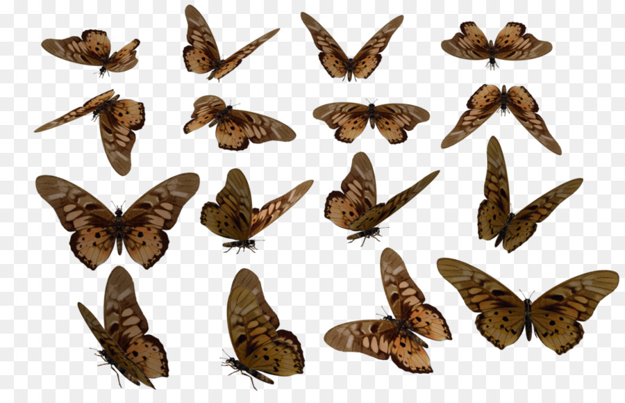 Stock，Papillon PNG