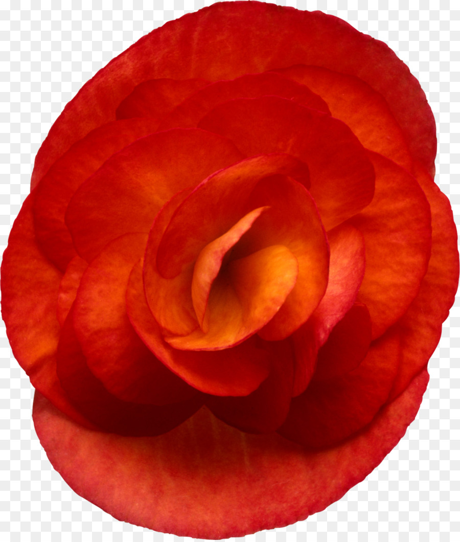 Les Roses De Jardin，Begonia Elatior PNG